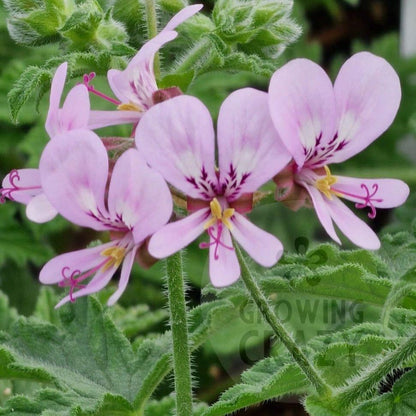 Maple Leaf - Fruity Scented Leaf Pelargonium (Geranium) Plant - 6cm bio pot