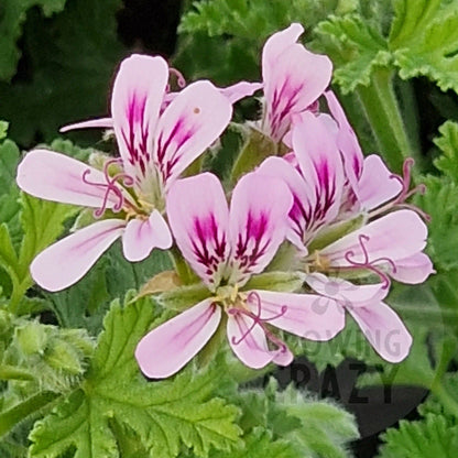 Little Gem -  Scented Leaf Pelargonium (Geranium) Plant - 6cm bio pot