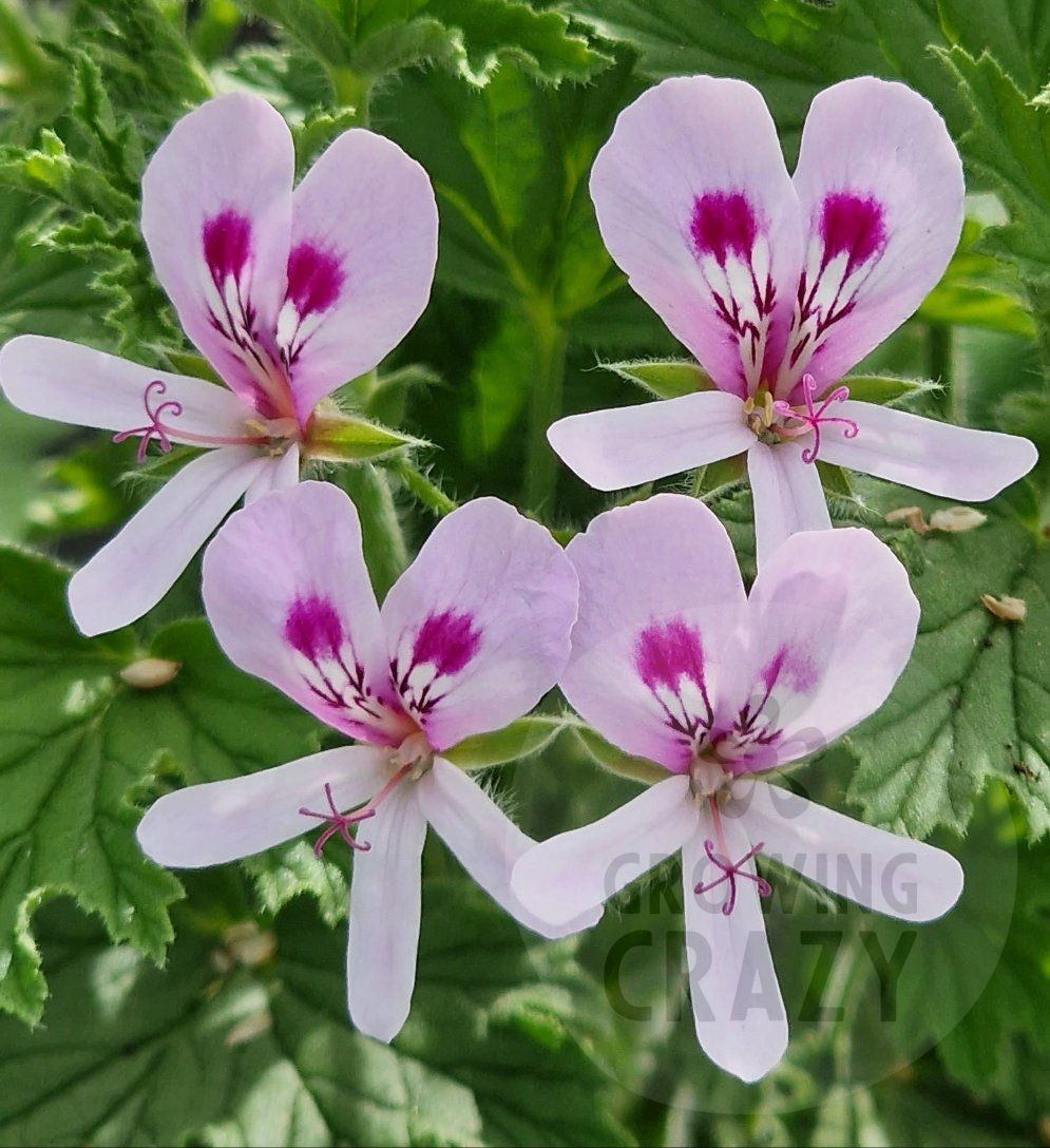 Friendly faced flower of scented leaf pelargonium 'Lemon Fancy'