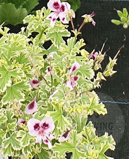 Ansbrook Beauty - Scented Leaf Pelargonium / Geranium Plant - 6cm bio pot