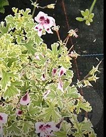 Ansbrook Beauty - Scented Leaf Pelargonium / Geranium Plant - 6cm bio pot