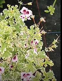Annsbrook Beauty - Scented Leaf Pelargonium / Geranium Plant - 6cm bio pot