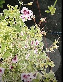 Annsbrook Beauty - Scented Leaf Pelargonium / Geranium Plant - 6cm bio pot