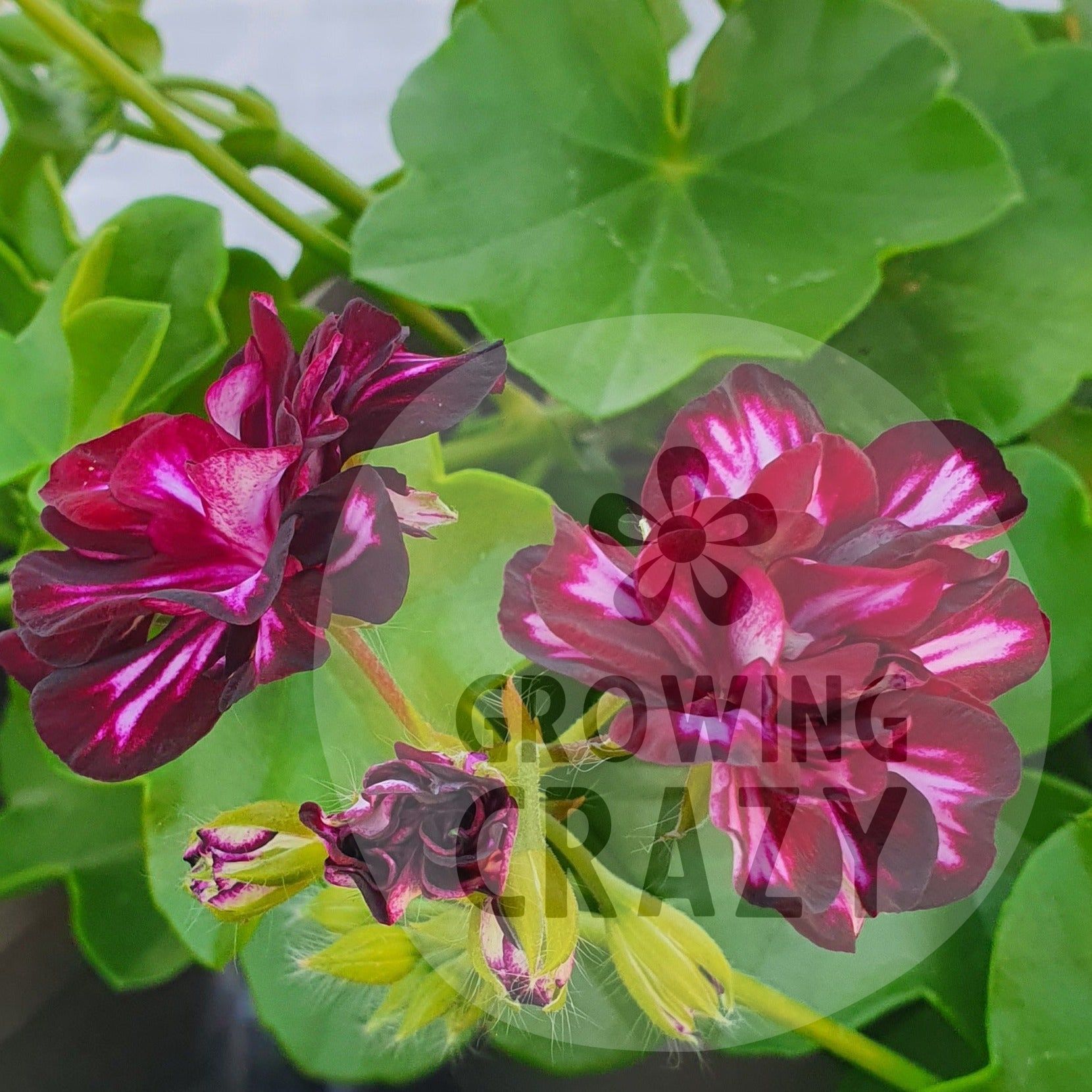 Antoinette Crozy ivy leaved pelargonium dark ruby red flowers