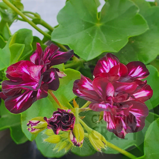 Antoinette Crozy ivy leaved pelargonium dark ruby red flowers