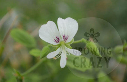 Scented pelargonium apple betty white flower 