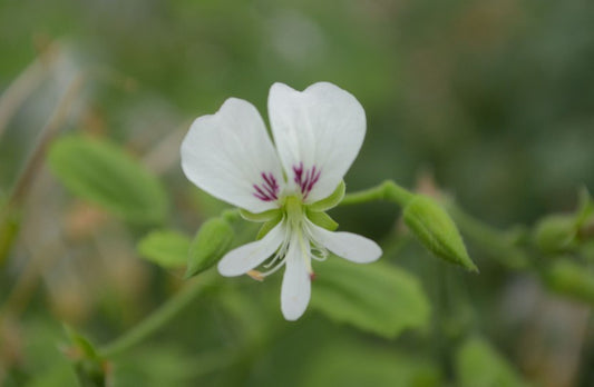 Scented pelargonium apple betty white flower 
