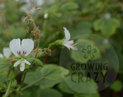 Apple Betty - Scented Leaf Pelargonium (Geranium) Plant - 6cm bio pot