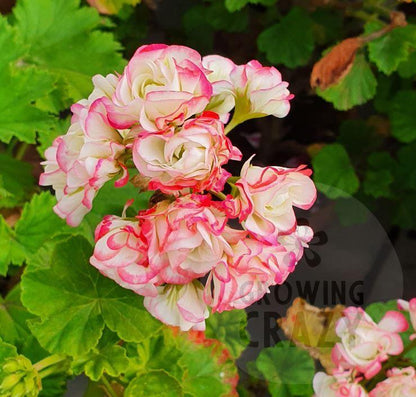 Appleblossom Rosebud - Rosebud Pelargonium (Geranium) Plant - 6cm bio pot