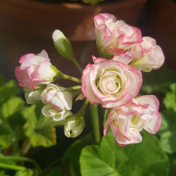 Appleblossom Rosebud - Rosebud Pelargonium (Geranium) Plant - 6cm bio pot