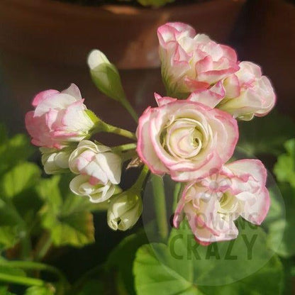 Appleblossom Rosebud - Rosebud Pelargonium (Geranium) Plant - 6cm bio pot