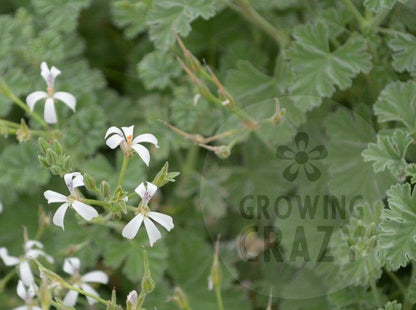 Ardwick Cinnamon - Scented Leaf Pelargonium (Geranium) Plant - 6cm bio pot