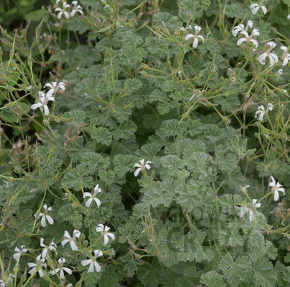 Ardwick Cinnamon - Scented Leaf Pelargonium (Geranium) Plant - 6cm bio pot