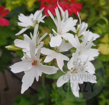 Arctic Star is a Stellar Pelargonium that loves to flower, producing pure white flowers on a plant with an upright habit. 