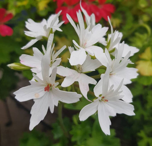 Arctic Star is a Stellar Pelargonium that loves to flower, producing pure white flowers on a plant with an upright habit. 