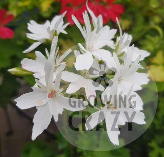 Arctic Star is a Stellar Pelargonium that loves to flower, producing pure white flowers on a plant with an upright habit. 