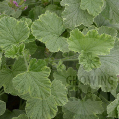 Atomic Snowflake - Rose-lemon Scented Leaf Pelargonium (Geranium) Plant - 6cm bio pot