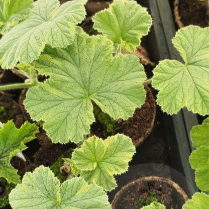 Atomic Snowflake - Rose-lemon Scented Leaf Pelargonium (Geranium) Plant - 6cm bio pot