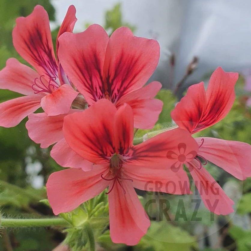 finely cut leaves with a feathery flowerslight pink-red flower with feathering on the upper petals in crimson