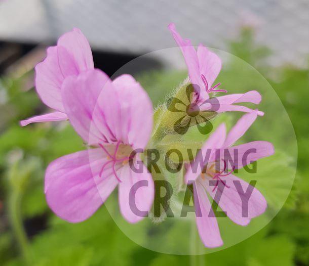 Flower of rose scented Pelargonium / Geranium Attar of Roses