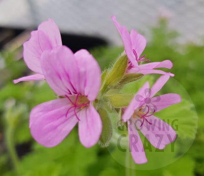 Flower of rose scented Pelargonium / Geranium Attar of Roses
