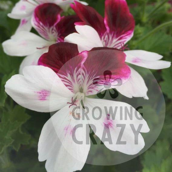 Australian Mystery - Decorative Pelargonium (Geranium) plant in 6cm bio pot