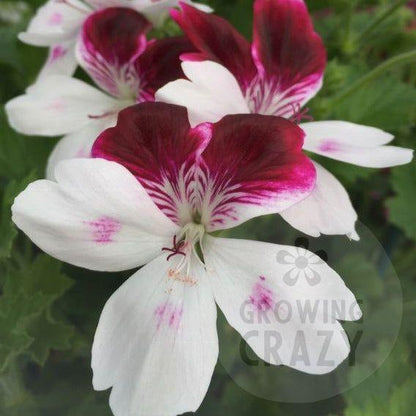 Australian Mystery - Decorative Pelargonium (Geranium) plant in 6cm bio pot