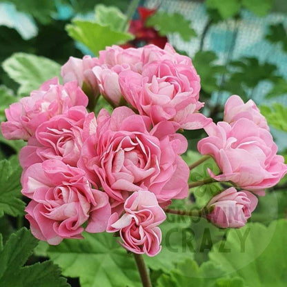 Australian Pink Rambler - Rosebud Pelargonium (Geranium) Plant - 6cm bio pot