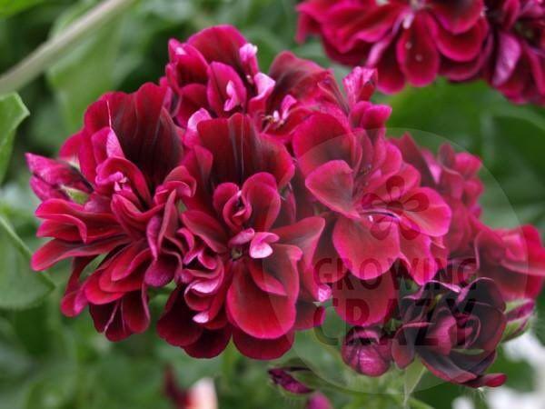 Barbe Bleu - Ivy Leaved (trailing) Pelargonium / Geranium abundance of purple-black double flowers which produces a great display in a hanging basket or trailing over the side of a pot.