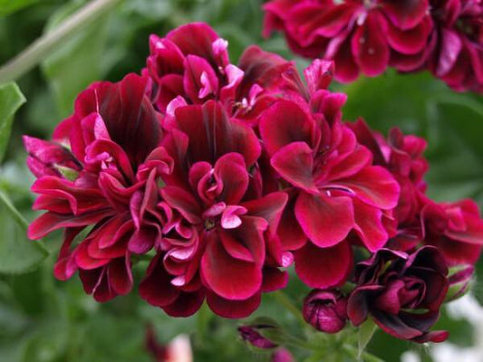 Barbe Bleu - Ivy Leaved (trailing) Pelargonium / Geranium abundance of purple-black double flowers which produces a great display in a hanging basket or trailing over the side of a pot.