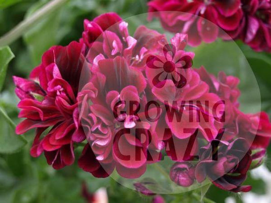 Barbe Bleu - Ivy Leaved (trailing) Pelargonium / Geranium abundance of purple-black double flowers which produces a great display in a hanging basket or trailing over the side of a pot.