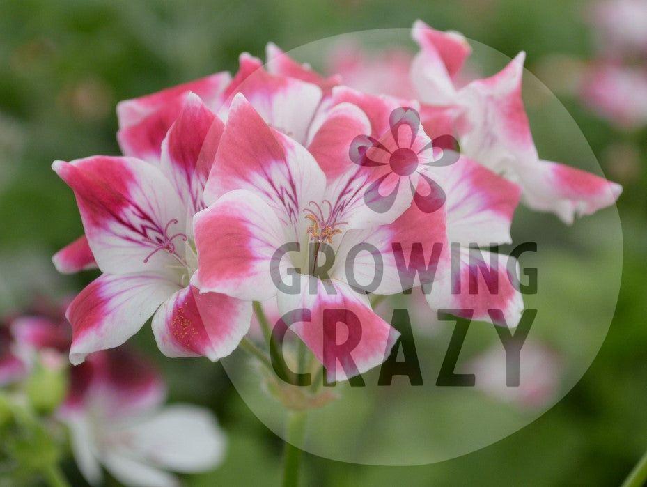 Beromunster - Decorative Pelargonium (Geranium) plant in 6cm bio pot