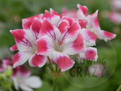 Beromunster - Decorative Pelargonium (Geranium) plant in 6cm bio pot