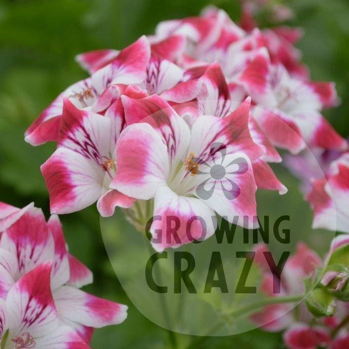 Beromunster - Decorative Pelargonium Geranium,   strong upright habit , white and crimson flowers.   containers or&nbsp;garden borders, 