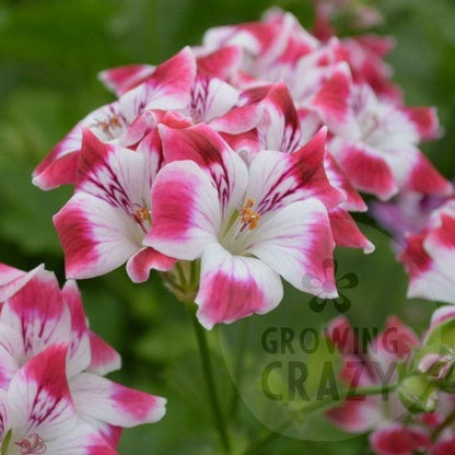 Beromunster - Decorative Pelargonium Geranium,   strong upright habit , white and crimson flowers.   containers or&nbsp;garden borders, 