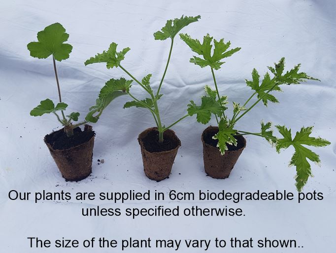 Plum Rambler - Rosebud Pelargonium (Geranium) Plant - 6cm pot