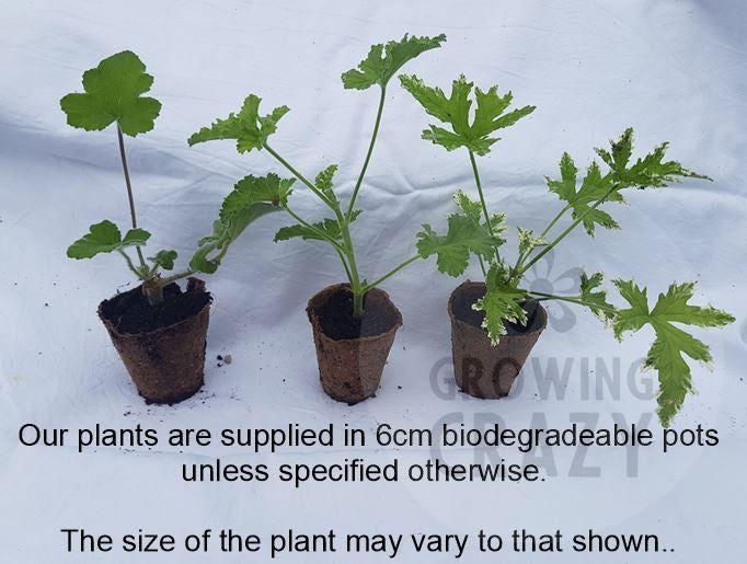 Charmay Ward - Stellar Pelargonium (Geranium) Plant - 6cm bio pot