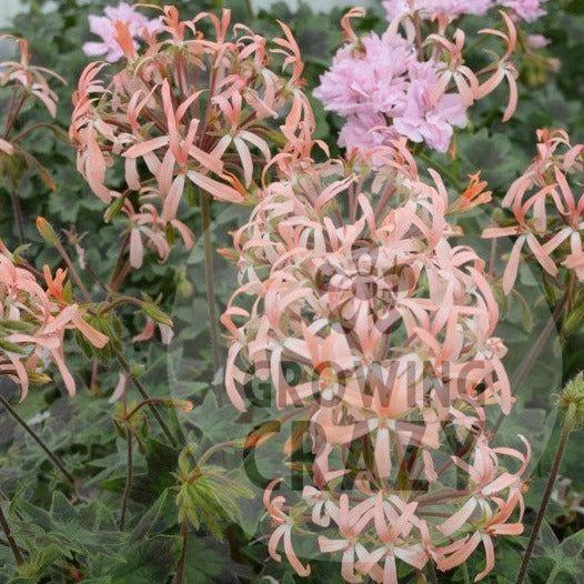 Bird Dancer is a Dwarf Stellar Pelargonium which has small black zoned leaves which provides a great contrasting background to the pale apricot-pink flowers this variety produces.