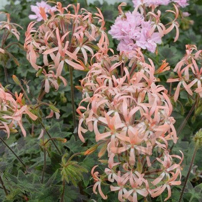 Bird Dancer is a Dwarf Stellar Pelargonium which has small black zoned leaves which provides a great contrasting background to the pale apricot-pink flowers this variety produces.