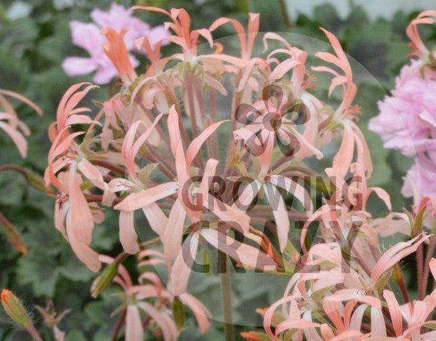 Bird Dancer is a Dwarf Stellar Pelargonium which has small black zoned leaves which provides a great contrasting background to the pale apricot-pink flowers this variety produces.