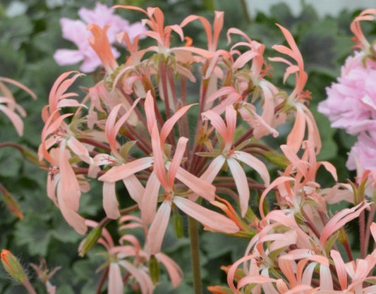 Bird Dancer is a Dwarf Stellar Pelargonium which has small black zoned leaves which provides a great contrasting background to the pale apricot-pink flowers this variety produces.