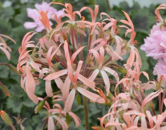 Bird Dancer is a Dwarf Stellar Pelargonium which has small black zoned leaves which provides a great contrasting background to the pale apricot-pink flowers this variety produces.