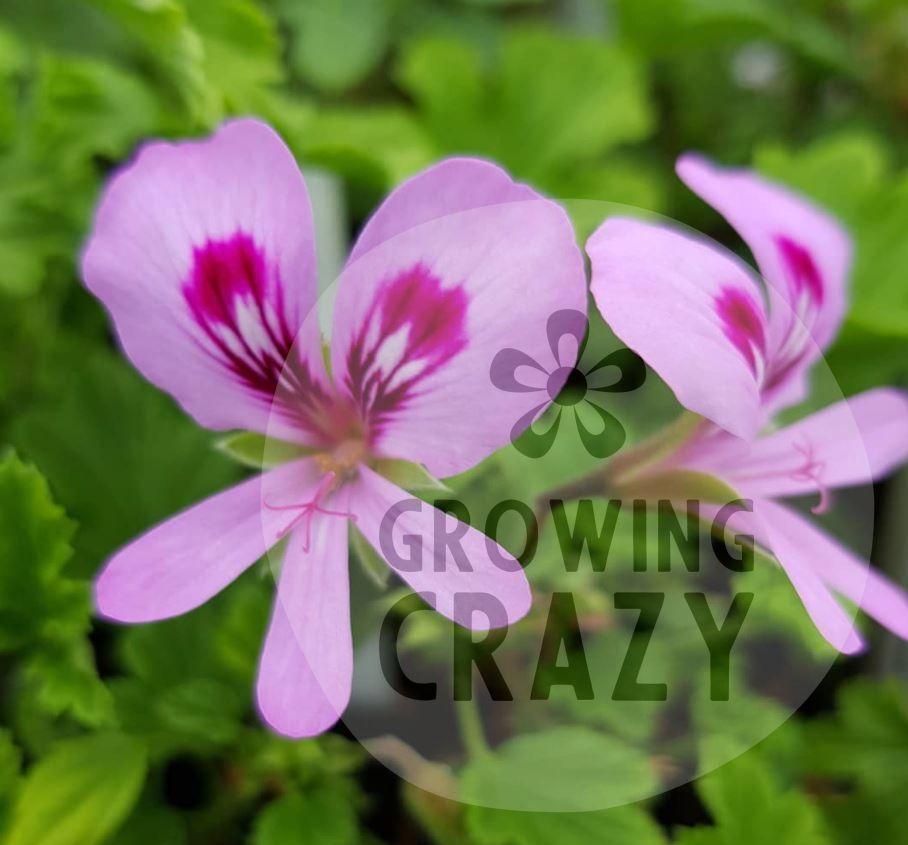 Bitter Lemon - Scented Leaf Pelargonium / Geranium Plant - 6cm bio pot