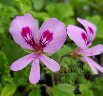 Scented Leaf Geranium / Pelargonium Collection - 3x Named 6cm Plants - our choice