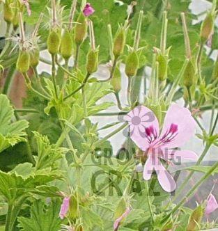 Bitter Lemon - Scented Leaf Pelargonium / Geranium Plant - 6cm bio pot