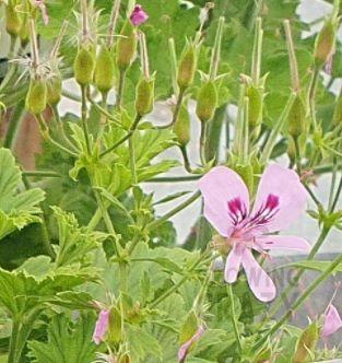 Bitter Lemon - Scented Leaf Pelargonium / Geranium Plant - 6cm bio pot