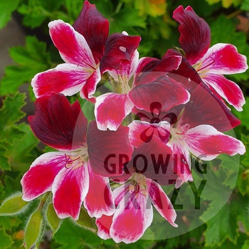 Blix - Decorative Pelargonium / Geranium  unusual two-toned Ideal for containers or&nbsp;garden borders dark upper petals and white edged and carmine lower petals.