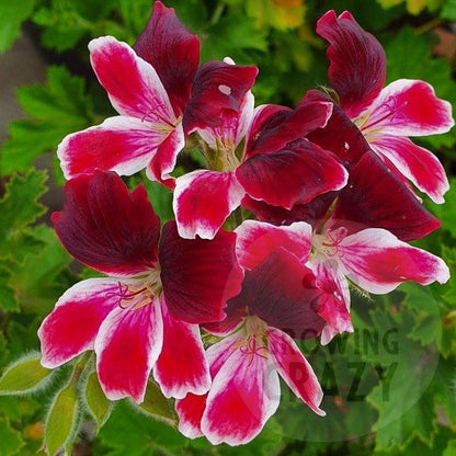 Blix - Decorative Pelargonium / Geranium  unusual two-toned Ideal for containers or&nbsp;garden borders dark upper petals and white edged and carmine lower petals.