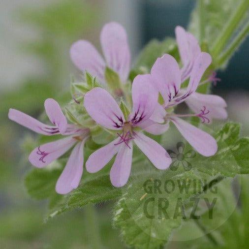 Boths Snowflake - Rose Mint Scented Leaf Pelargonium (Geranium) Plant - 6cm bio pot