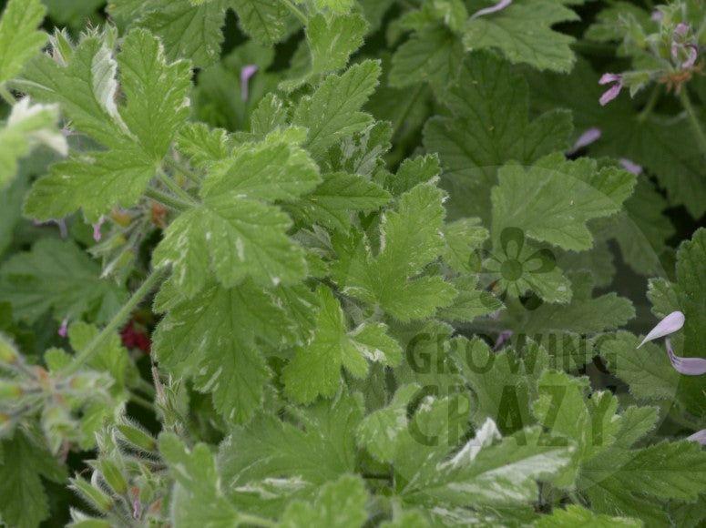 Boths Snowflake - Rose Mint Scented Leaf Pelargonium (Geranium) Plant - 6cm bio pot